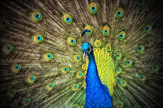 peacock-50515_640